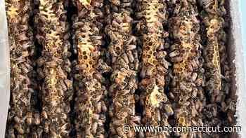 Thousands of bees safety relocated after woman discovers hive in her Avon home