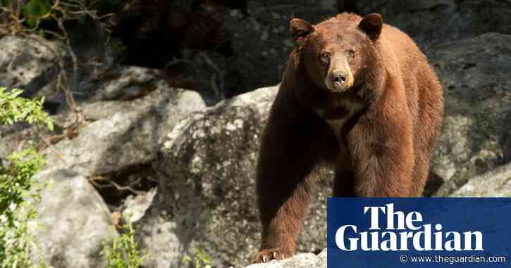 Malibu beach-going bear hit and killed by car on California freeway