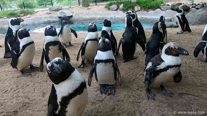 Wild on WANE: Penguin Encounter