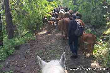 B.C. ranchers struggle as drought sends hay prices soaring