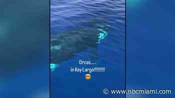 ‘It's unusual': Marine biologist reacts to viral video of orcas swimming off Key Largo