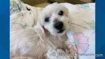 Virginia Beach SPCA awarded $10,000 to help and support at-risk senior dogs