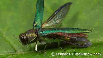 Chesapeake joins fight against destructive invasive beetle