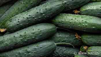 «Die verpackte Gurke ist ökologisch sinnvoll» – warum sich Konsumenten weniger über Plastik aufregen sollten