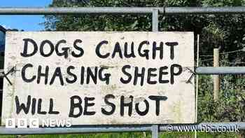 Welsh farmers' despair at horrific dog attacks on sheep
