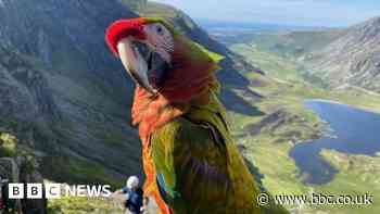 Eryri: Petrified parrot and owner rescued up mountain