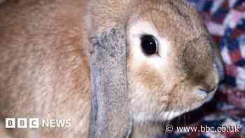 New Forest show scraps rabbit judging amid welfare concerns