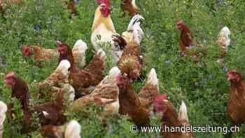 Kantone können wegen Vogelgrippe weiterhin Massnahmen anordnen