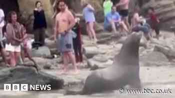 Sea lions charge at beachgoers in San Diego