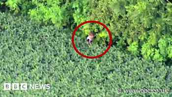 Helicopter finds missing toddler in soybean field