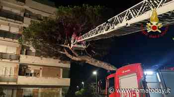 Paura a Ostia, albero crolla in piena notte e finisce contro un palazzo