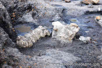 "Dinosaur Park" Makes Good on Its Name and Uncovers a Trove of Dinosaur Bones