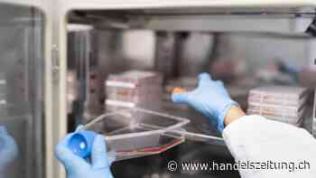 Erster Antrag für kultiviertes Fleisch in der Schweiz gestellt