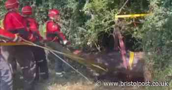 Watch horse being rescued after falling into drainage ditch in Bristol