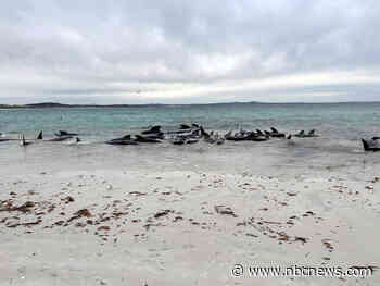 Dozens of pilot whales dead after mass stranding in Australia