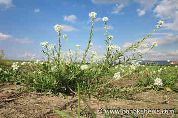 Nature’s doppelgangers: invasive species versus their native counterparts