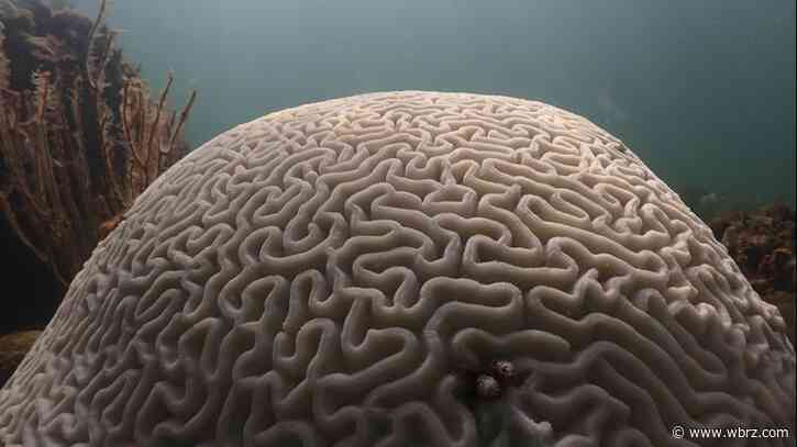 Water at tip of Florida hits hot tub level, may have set world record for warmest seawater