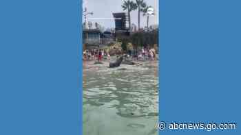 WATCH:  Sea lions defend their territory at San Diego beach