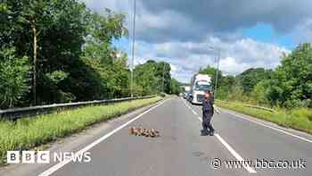 'All hands on duck' as waterfowl moved from Stocksbridge bypass