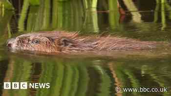 Beavers could be reintroduced to Sheffield's waterways