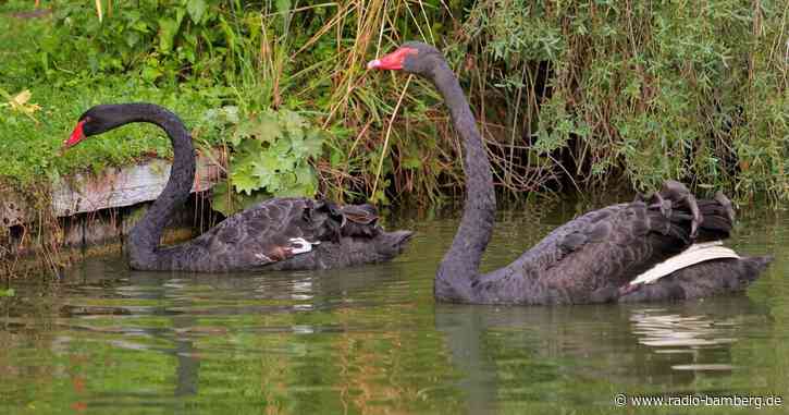 Trauerschwäne aus Oberfranken nach Niedersachsen umgesiedelt