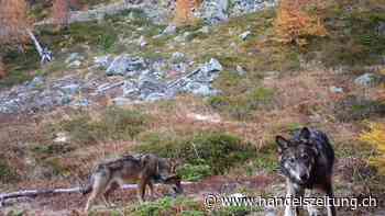 Wolfsrudel reisst Jungrind auf Alp im Bündner Oberland