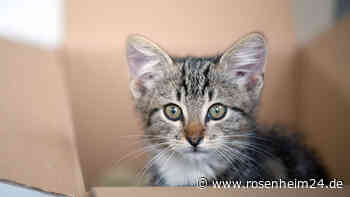 Entkräftet, verletzt und voller Schmutz: Kein „Happy End“ für Kätzchen Henry