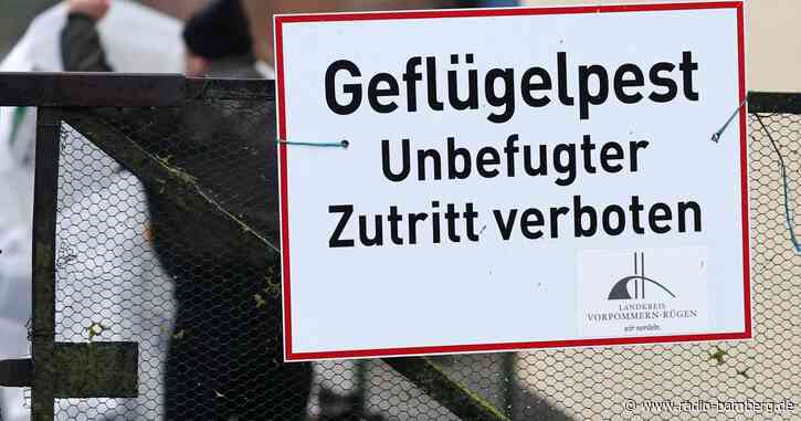 Geflügelpest am Goldbergsee in Coburg nachgewiesen