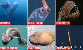 The eerie deep sea creatures that are hardly EVER seen by humans: Glass squid, fangtooth fish and frilled shark are among the mysterious beasts that lurk alongside 'doomsday' oarfish