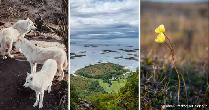 La primavera nell’Artico sempre più imprevedibile, così animali e piante non riescono ad adattarsi rischiando l’estinzione