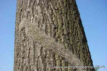 Three Rivers District Council warns about dangerous caterpillar