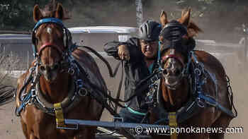 Bashaw chariot racer returns to sport after decade away