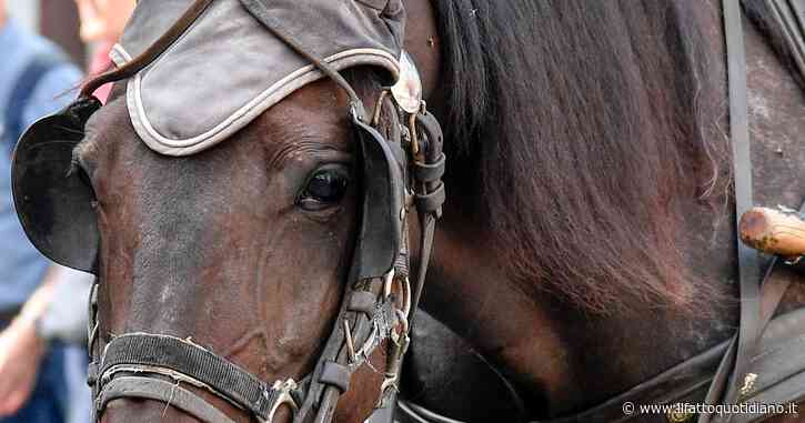 Un cavallo è stramazzato a terra esausto mentre trainava un calesse per cerimonie. Il centro di Trani in tilt per il traffico
