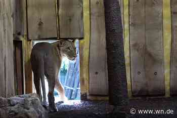 So ist der Zoo für einen Löwen-Ausbruch gerüstet