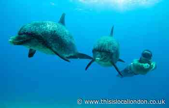 The Ocean Film Festival World Tour comes to Islington
