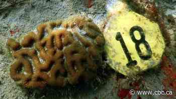 Waters off the coast of Florida as hot as a hot tub, and more heat news from around the world