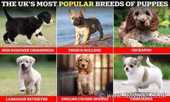 Revealed: The UK's most popular breeds of PUPPIES - so is your pooch on the list?