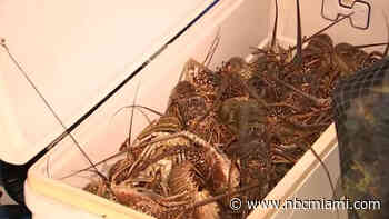 Lobster mini-season begins: South Florida's crustacean craze is on