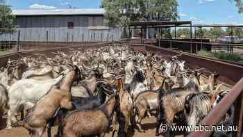 China hungry for cheap Australian goat meat, but oversupply leaves sour taste for farmers