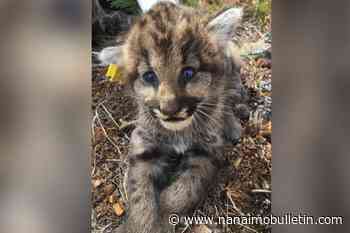 B.C.’s ‘most comprehensive cougar study to date’ coming to Okanagan