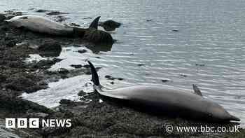 Two bottlenose whales wash up on Fife beach