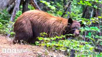 Scots comic's voice saves hiker from US bear attack