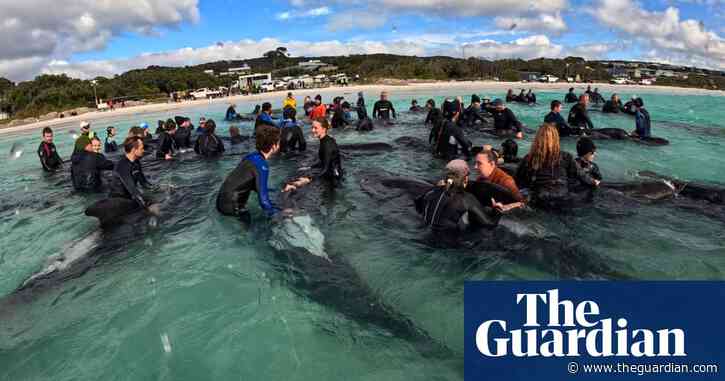 As shots rang out, the battle to save Western Australia’s stranded pilot whales was over