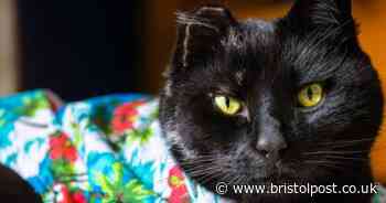 Shocking cruelty spike as cats are ‘beaten, burned and thrown around’