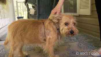 'Take extra precautions': Bear attack seriously injures dog, frightens owner