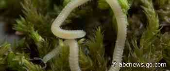 A new millipede species is crawling under LA. It's blind, glassy and has 486 legs