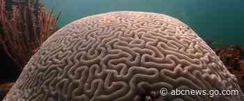 South Florida waters hit hot tub level and may have set world record for warmest seawater