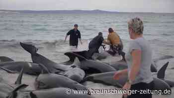 Alle Wale nach Massenstrandung in Australien tot
