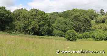 Wildlife charity raising money to buy Northumberland ancient woodland to become reserve