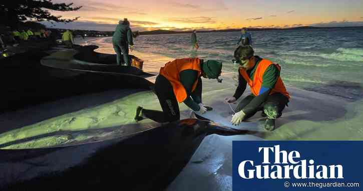 ‘Cries for help’: rescuers struggle to save 100 pilot whales stranded in Western Australia – video